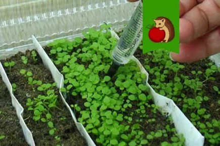 Что не нравится рассаде петунии