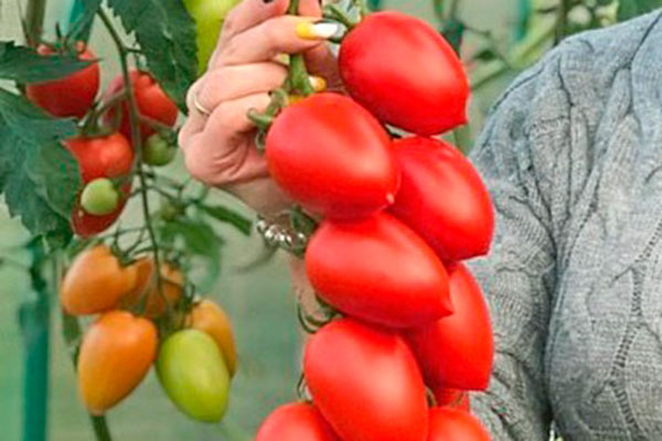 Томаты Марселон: секреты успеха и агрономические особенности