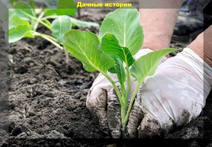 ��� ���������� � ����������� ��������� ��������: ������ � ������������