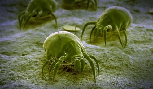 Как победить пылевых клещей: 11 эффективных способов