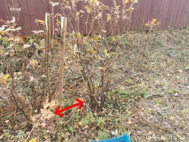 Как вдохнуть новую жизнь в старые кусты смородины