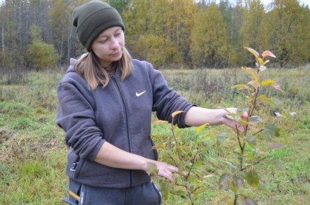 Как защитить молодую грушу от морозов и подготовить сад к зиме