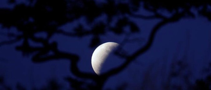 Зачем следовать лунному календарю при посеве семян?