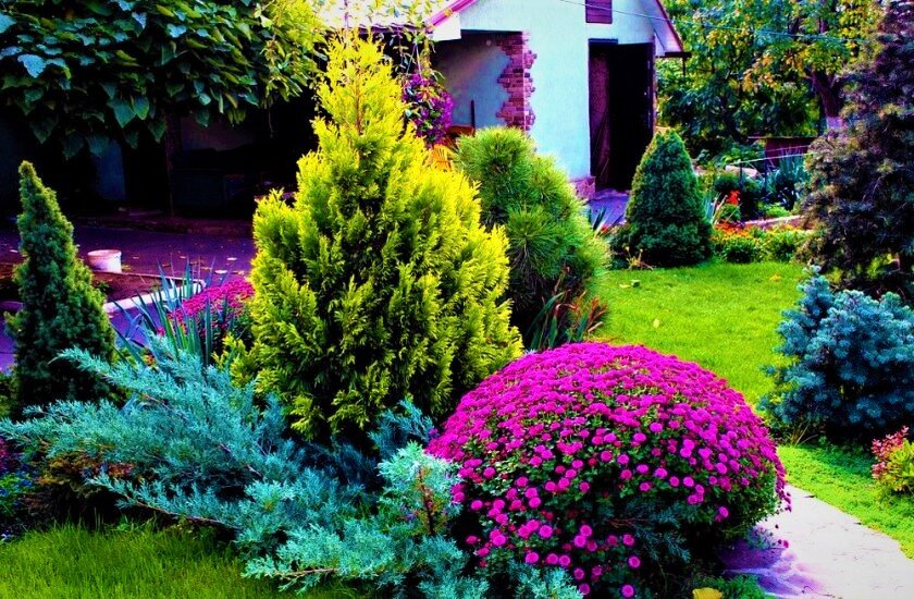 Секреты успешного ухода за хвойными: как избежать распространенных ошибок