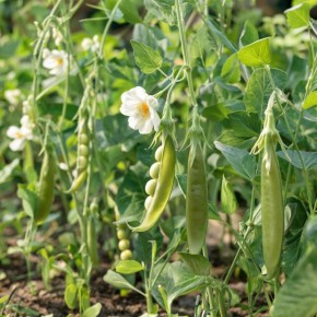 ��� ��������� ��������� �� ������� ��� �������� ����� ������