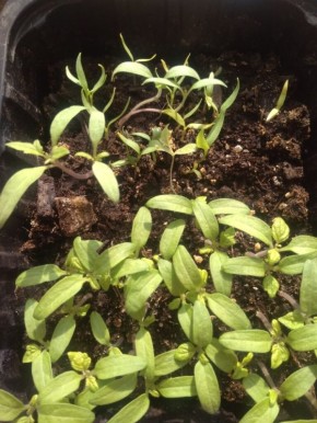 ��� ��������� ��������� �� �������� ��������� ����� ���������