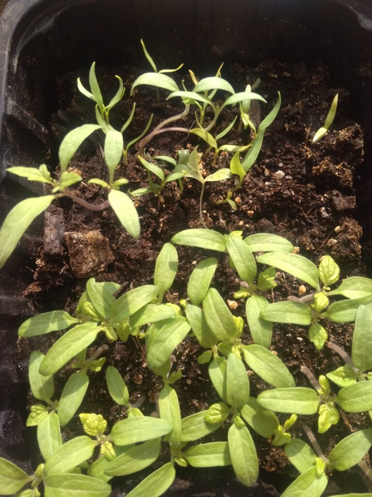 Как правильно ухаживать за рассадой помидоров после пикировки