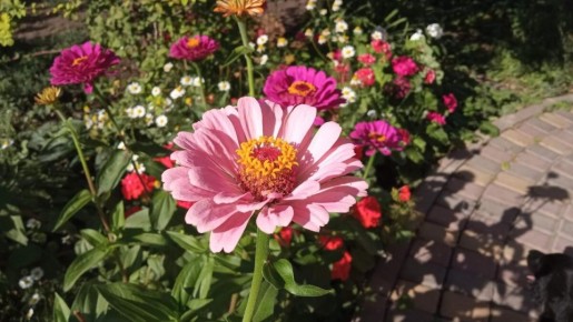 Как кабачки стали причиной семейного скандала