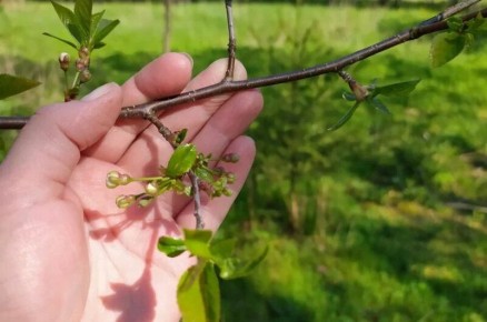 Почему вишня сбрасывает цветы