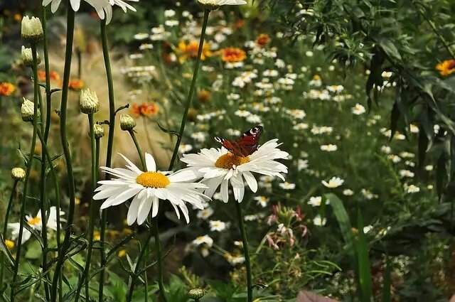 Цветочные новинки: пять многолетников, которые зацветут в первый год