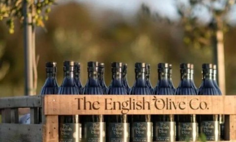 Англия впервые собрала урожай оливок: новое слово в сельском хозяйстве