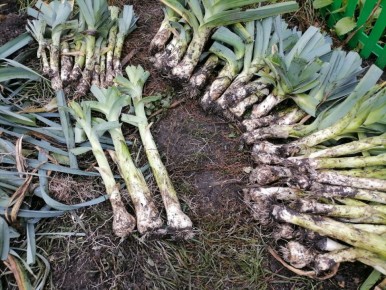 �������� ������ �����: ����, ������������ � �������