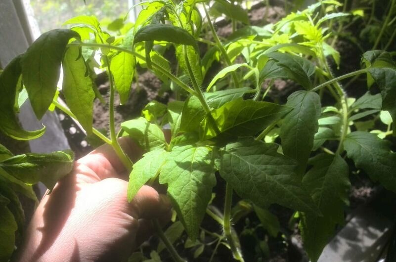 Как справиться с вытягиванием рассады томатов и перца в марте