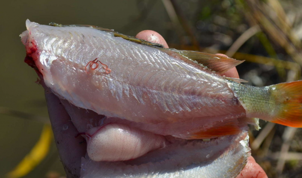 Описторхоз: тайный враг пресноводной рыбы