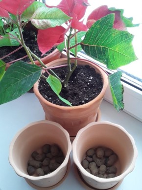 Почему ранункулюсы в горшках не расцвели к 8 марта: разбор неудачного эксперимента