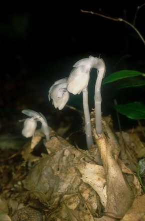 ���������� �������������: ������� ������ �����