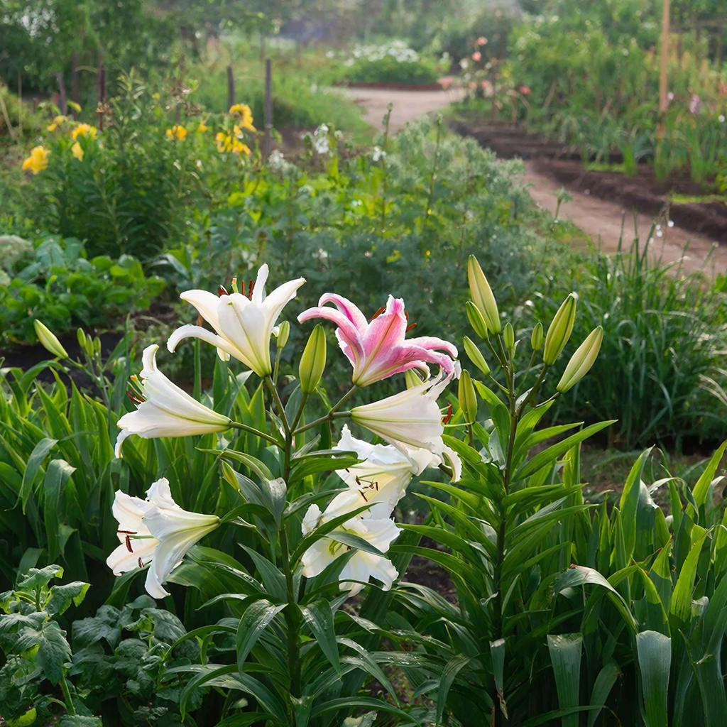 Лилии и лилейники: что важно знать для успешного выращивания