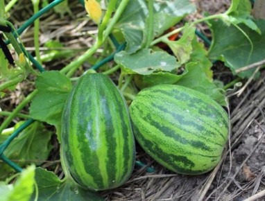 Загадочная огурдыня: как совместить дыню и огурец на своем огороде