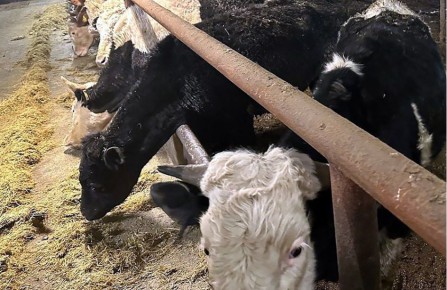 Магаданский фермер ответит в суде за гибель 80 животных в Клепке и Талоне