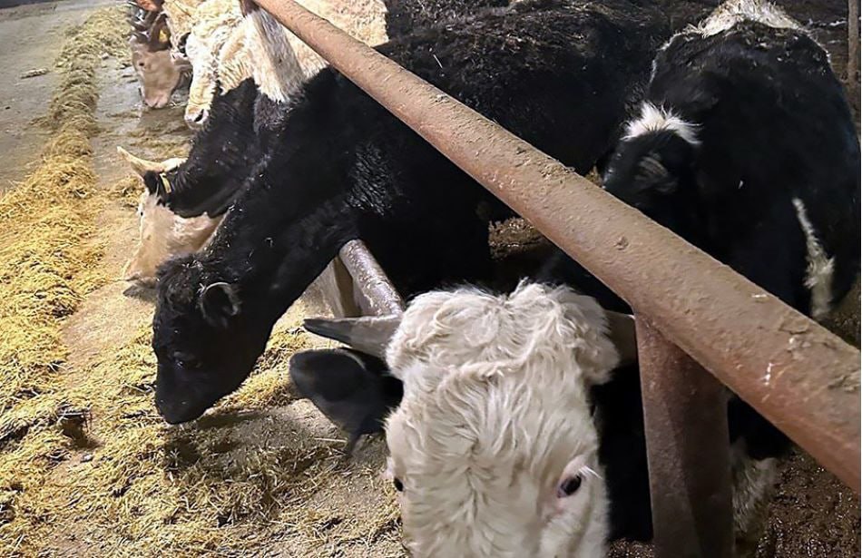 Магаданский фермер ответит в суде за гибель 80 животных в Клепке и Талоне