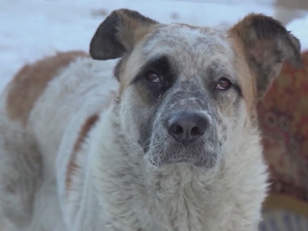 Пункты временного содержания животных заработали во всех муниципалитетах Магаданской области