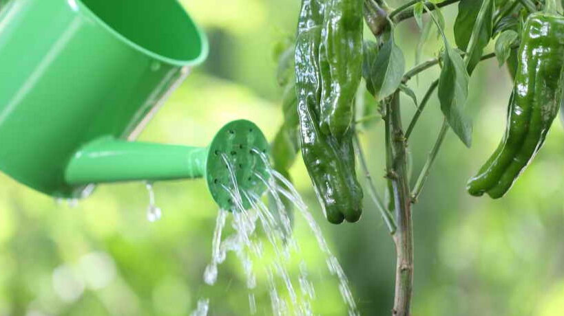 Как правильно поливать перцы в теплице для отличного урожая
