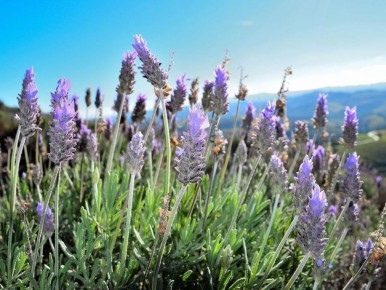 ��� ��� ����������: ��� ��������� �������� �������� ���� ������