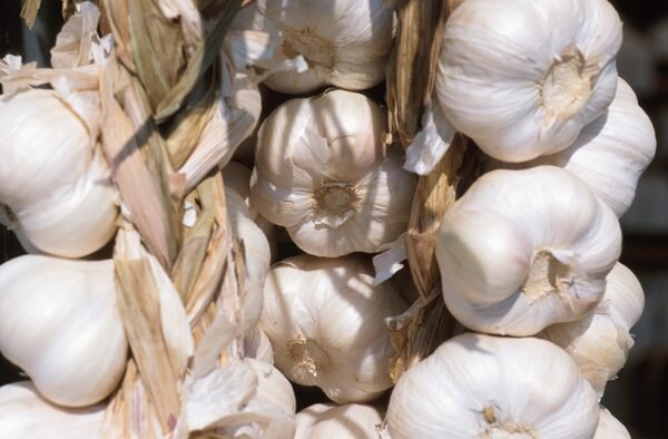 Как правильно подкармливать чеснок весной: советы и рекомендации