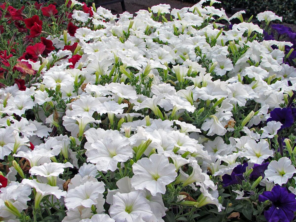 Как добиться идеального цветения петуний: секреты подкормки рассады