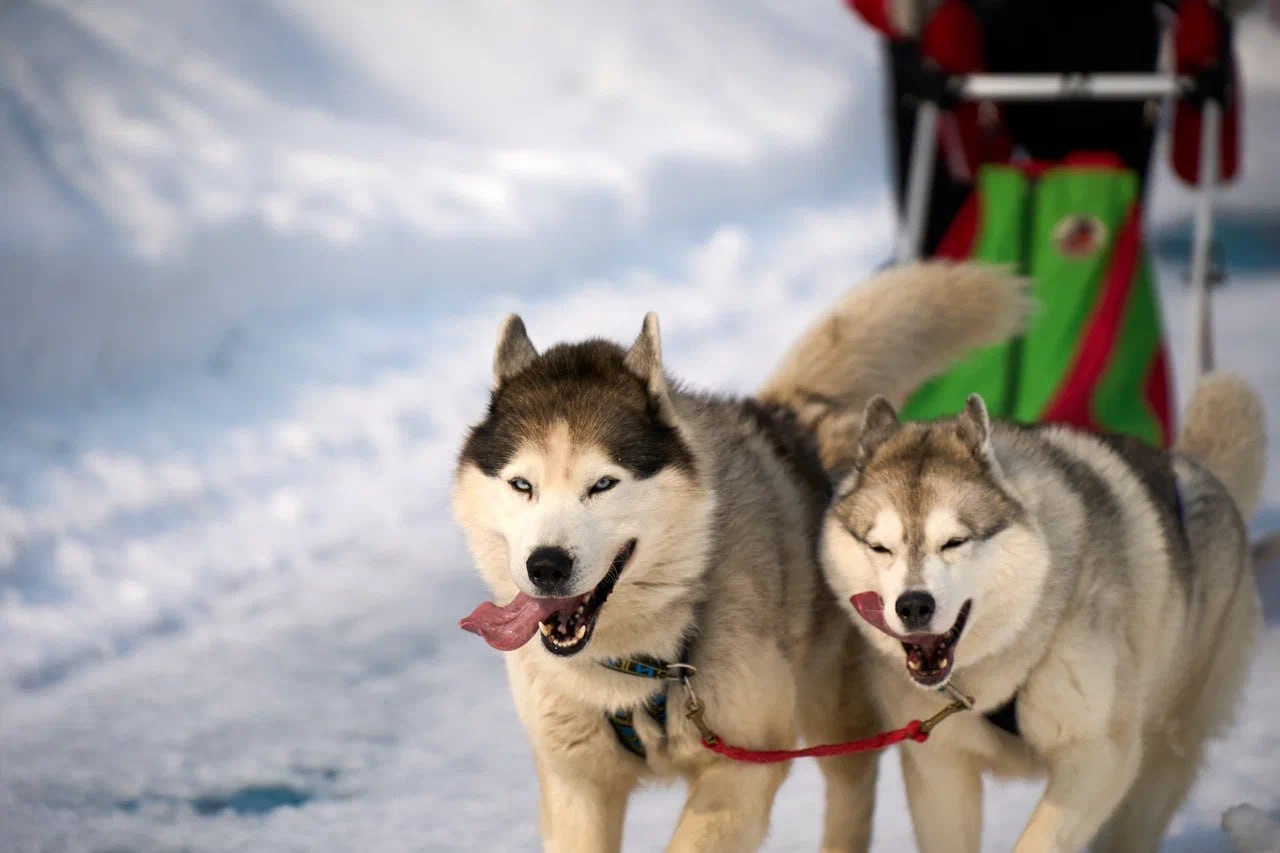 Яркий этнофестиваль «Дзялбу» прошел в Магадане Яркий этнофестиваль «Дзялбу» прошел в Магадане