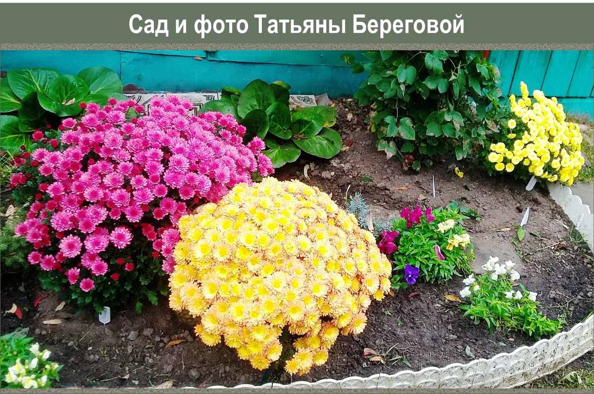 Как вырастить хризантемы: советы настоящего мастера