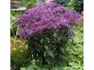 ���������: �������� �������� ���� � ������ ���������