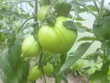 ��� ��������� ����������� ������������ ������ � �������