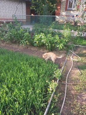 ��� ������ ������: ������ �� ������ � ���������� �� ����