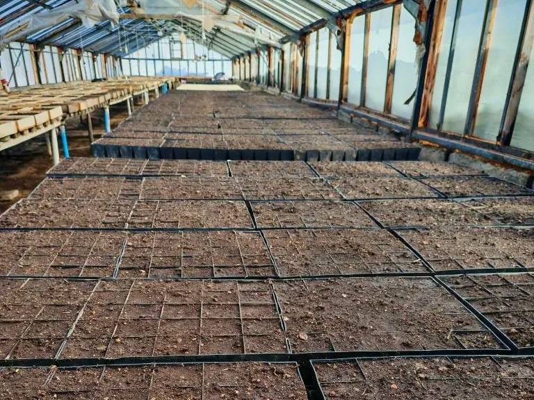 Лариса Поликанова: Специалисты Комбината зелёного хозяйства в этом году начали работу в теплицах на две недели раньше Лариса Поликанова: Специалисты Комбината зелёного хозяйства в этом году начали работу в теплицах на две недели раньше