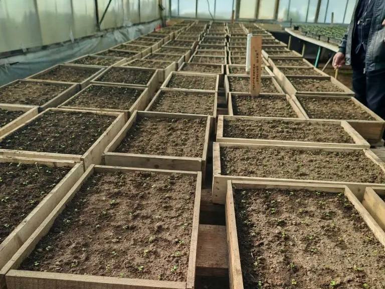 Лариса Поликанова: Специалисты Комбината зелёного хозяйства в этом году начали работу в теплицах на две недели раньше Лариса Поликанова: Специалисты Комбината зелёного хозяйства в этом году начали работу в теплицах на две недели раньше