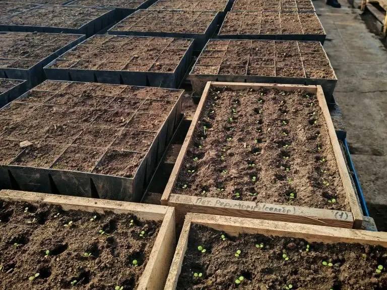 Лариса Поликанова: Специалисты Комбината зелёного хозяйства в этом году начали работу в теплицах на две недели раньше Лариса Поликанова: Специалисты Комбината зелёного хозяйства в этом году начали работу в теплицах на две недели раньше