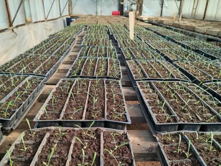 Лариса Поликанова: Специалисты Комбината зелёного хозяйства в этом году начали работу в теплицах на две недели раньше Лариса Поликанова: Специалисты Комбината зелёного хозяйства в этом году начали работу в теплицах на две недели раньше