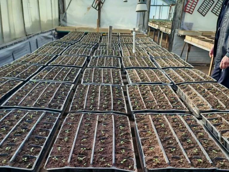 Лариса Поликанова: Специалисты Комбината зелёного хозяйства в этом году начали работу в теплицах на две недели раньше Лариса Поликанова: Специалисты Комбината зелёного хозяйства в этом году начали работу в теплицах на две недели раньше