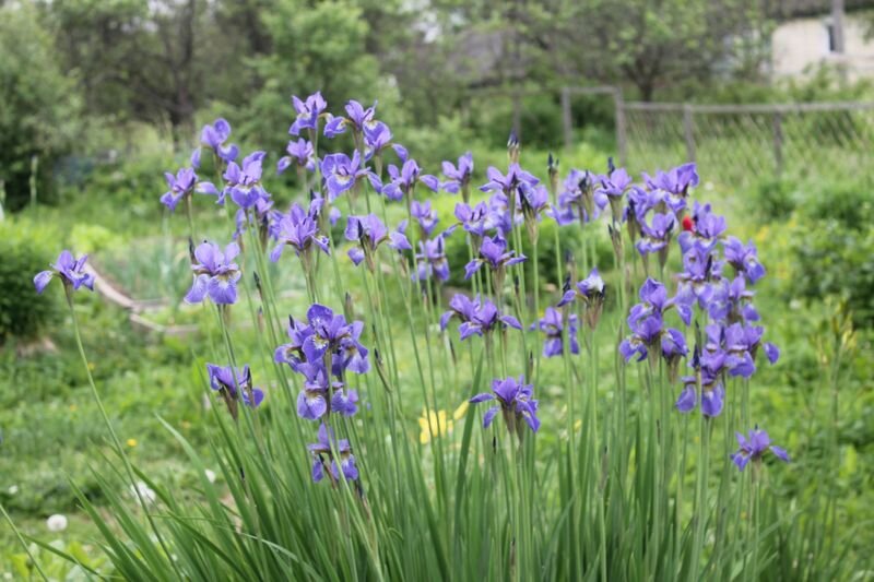 Парное бискотти: секреты вкусного печенья на все времена