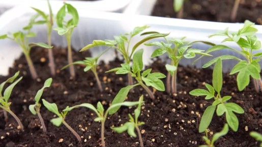 ��� ��������� ������ � �������: ������� ��������� ������