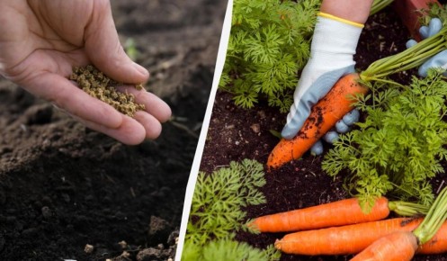 Удачная посевная: как добиться идеальной моркови в вашем огороде