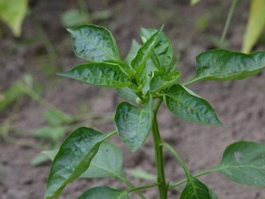 Как спасти перцы от вершинной гнили: простые секреты ухода