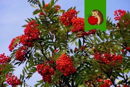 Когда и как собирать красную рябину для различных целей