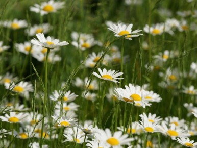 ��� ��������� ������� ����� �� ����: ������ � �������