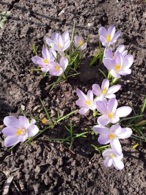 Лиловые цветы в саду: от крокусов до роз — как создать цветочный ансамбль