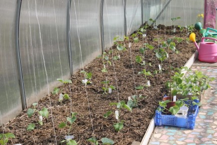 ������� �� �������������: ������, ������� ���������� ���������