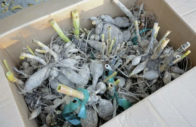 Когда проводить ревизию георгинов: советы по проверке клубней