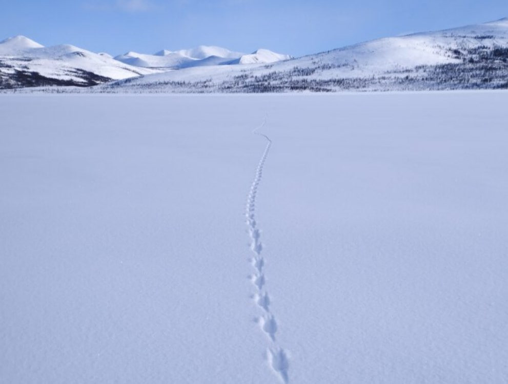 Популяцию животных и птиц оценили у озера Джека Лондона в Магаданской области