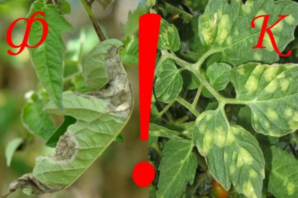 Как победить кладоспориоз: мифы и реальность